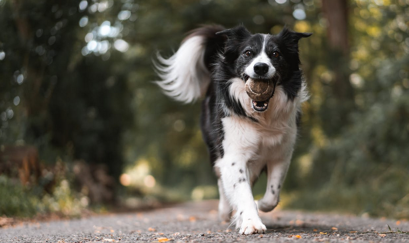 fetch